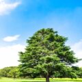 【遺贈寄付とは】おひとりさま相続の選択肢｜寄付との違いとは