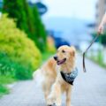 先に自分が死んだらペットはどうなる？おひとりさまも安心！ペット信託などの検討。