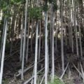 山林の写真