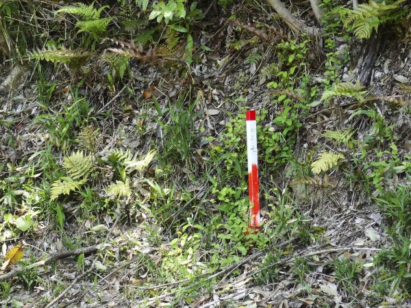 山林のイメージ写真